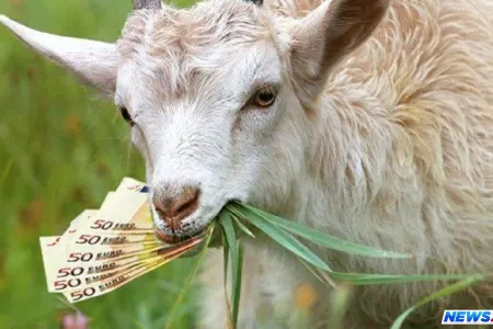 Ev almaq üçün yığdığı 20 min pulu keçi yedi - VİDEO