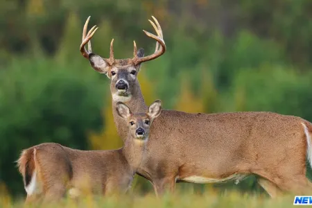 Qəbələdə adı “Qırmızı Kitab”a düşən maral ovlanıb