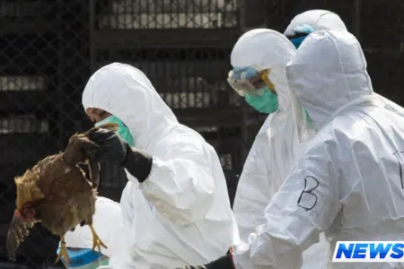 Azərbaycanda “quş qripi” təhlükəsi - Monitorinqlər başlayır