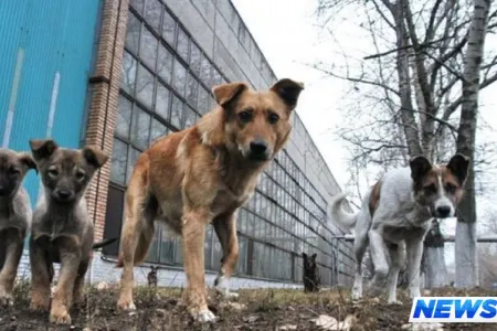 Azərbaycanda itləri kütləvi şəkildə güllələdilər - VİDEO