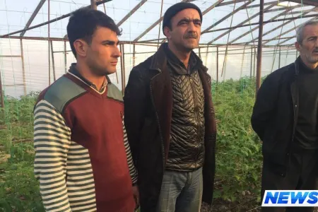 Salyanda istixanada narkotik becərən şəxslər saxlanılıb