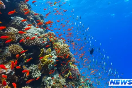 Alimlər: Dünya okeanları gözlənildiyindən 40 faiz daha sürətlə isinir