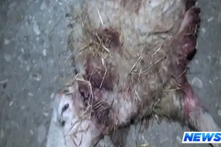 Goranboyda canavarlar kəndə hücum edib, 8 heyvanı parçalayıb