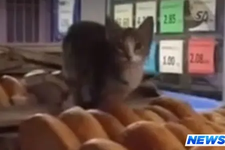 Bakıda ərzaq mağazasında xoşagəlməz görüntü - VİDEO