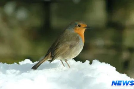 Bu gecə Kiçik çillə başlayır
