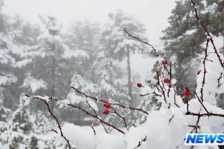 Azərbaycanda qar yağacaq, güclü külək əsəcək - XƏBƏRDARLIQ