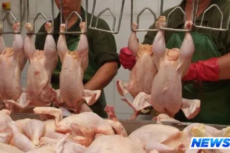 Azərbaycanda toyuğun çəkisi süni şəkildə artırılır - VİDEO