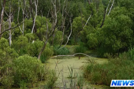 2 fevral - Ümumdünya Su-Bataqlıq Əraziləri Günüdür