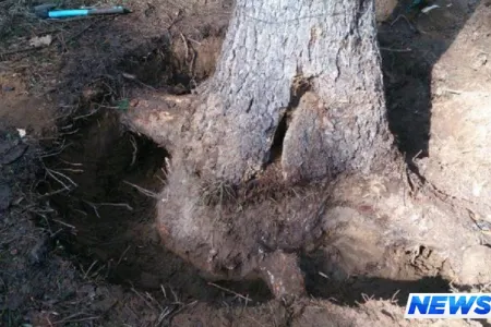 Nazirlikdən ağacların dibinə dizel tökülməsi ilə bağlı AÇIQLAMA