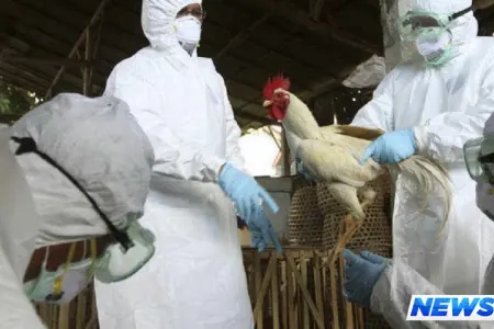 Azərbaycanda "quş qripi" ilə bağlı keçirilən monitorinqlərin nəticələri açıqlanıb