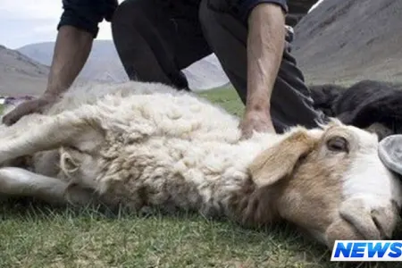 Azərbaycanlı Rusiyada doğum evinin qarşısında qoyun kəsdi - Rusları hiddətləndirdi - VİDEO