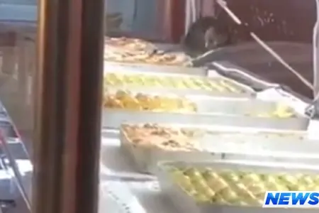 Bakının məşhur şirniyyat evində iyrənc mənzərə: Vitrində siçovullar gəzir - VİDEO