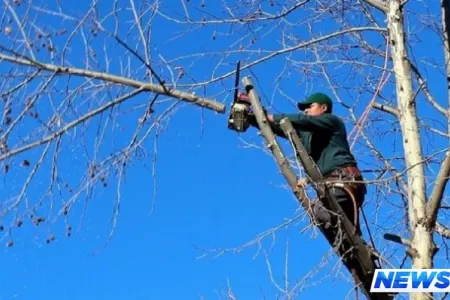 Qubada fermerlərə ağacların budanması mövzusunda təlim keçirilib