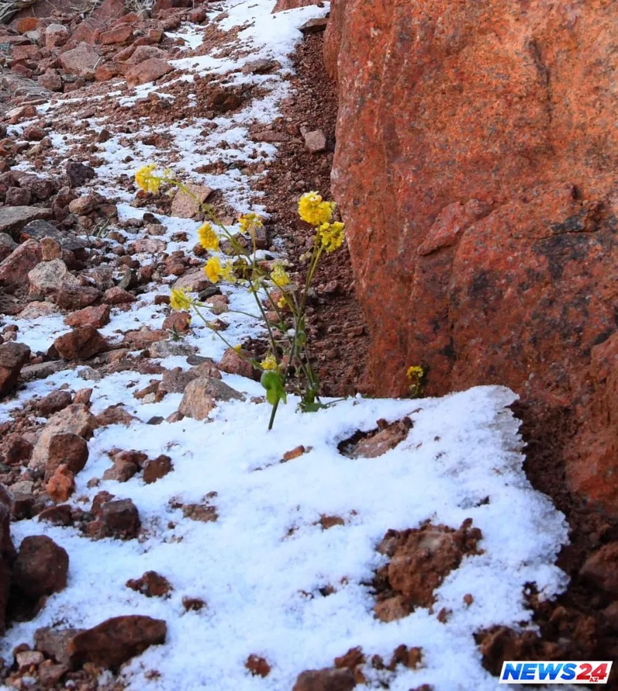 Səudiyyə Ərəbistanının şimalına qar yağıb - FOTO