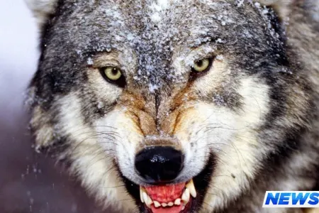 Canavarların kəndlərə hücumu ilə bağlı İşçi Qrup yaradılıb