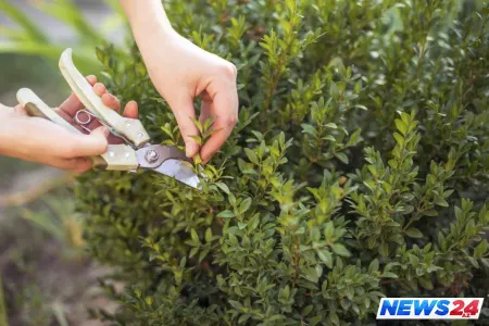 Budanma vaxtında və düzgün aparılırmı?