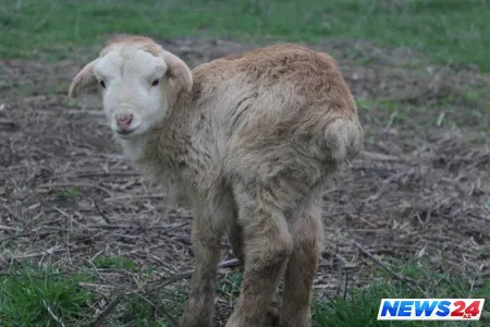 Azərbaycana idxal edilən quzu ətinin qiyməti barədə - RƏSMİ AÇIQLAMA