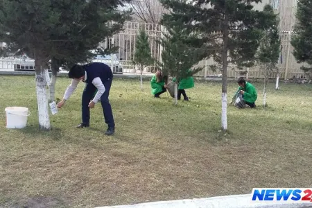 Meyvə ağaclarına qulluq necə edilməlidir?