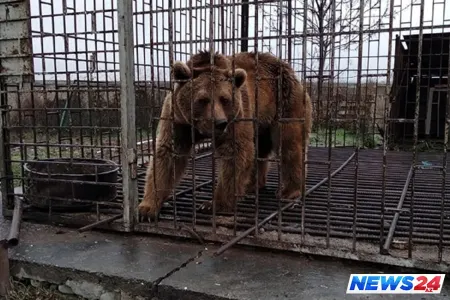 Qubada evində ayı saxlayan sabiq nazirin xalası oğluymuş - Təfərrüat