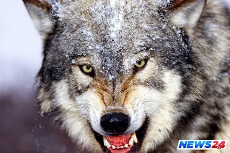 Lənkəranda kəndə hücum edən canavarlar insanları qorxuya salıb