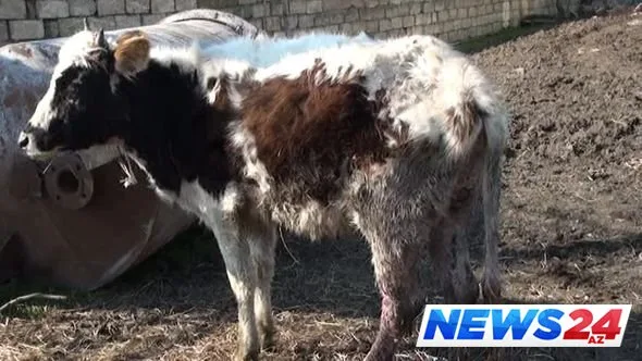 Lənkəranda kəndə hücum edən canavarlar insanları qorxuya salıb