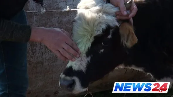 Lənkəranda kəndə hücum edən canavarlar insanları qorxuya salıb