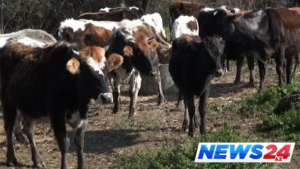 Lənkəranda kəndə hücum edən canavarlar insanları qorxuya salıb