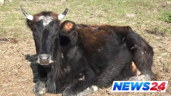 Lənkəranda kəndə hücum edən canavarlar insanları qorxuya salıb