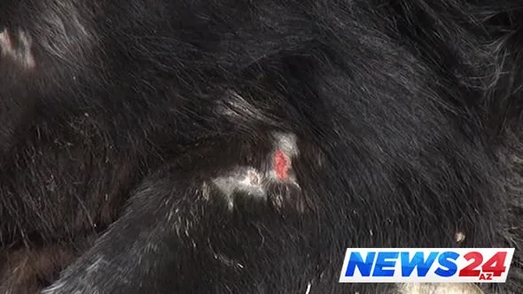 Lənkəranda kəndə hücum edən canavarlar insanları qorxuya salıb