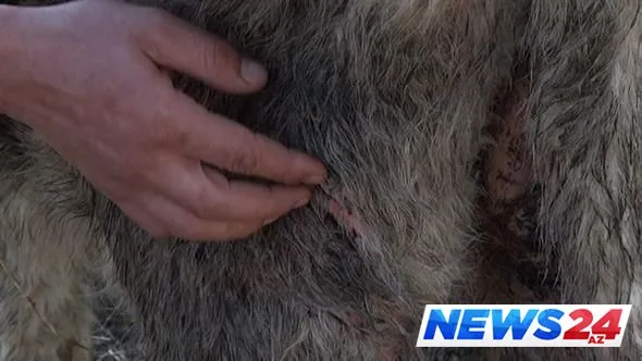 Lənkəranda kəndə hücum edən canavarlar insanları qorxuya salıb