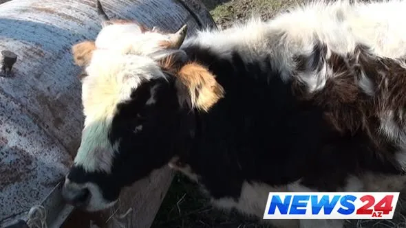 Lənkəranda kəndə hücum edən canavarlar insanları qorxuya salıb