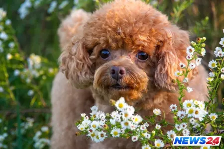 Pudel əminliklə çalıb, oxudu - VİDEO