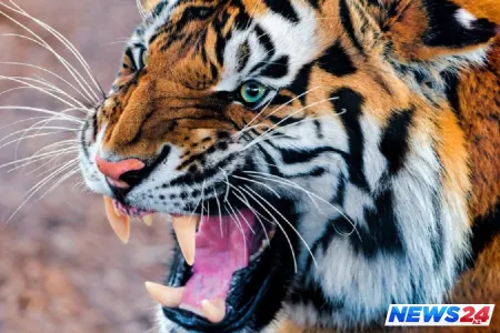 Şirin yaraladığı şəxs həbs olunacaq