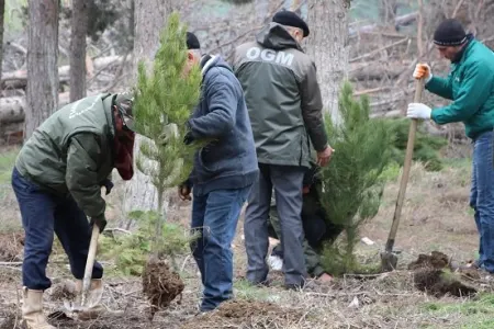 Xırdalanda qurumuş ağacların yerinə yeniləri əkilib - FOTO