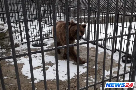 Qonur ayı Reabilitasiya Mərkəzinə təhvil verilib - FOTO