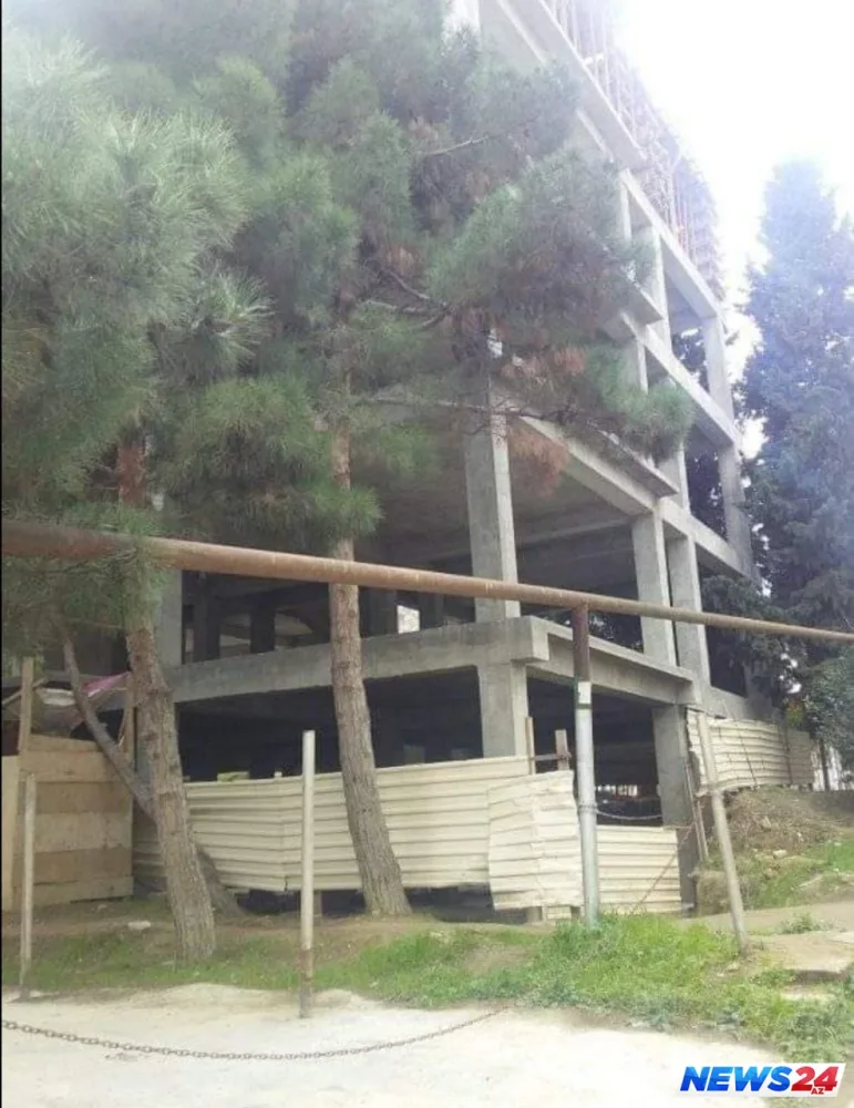 Bakıda növbəti ağac soyqırımı - FOTO