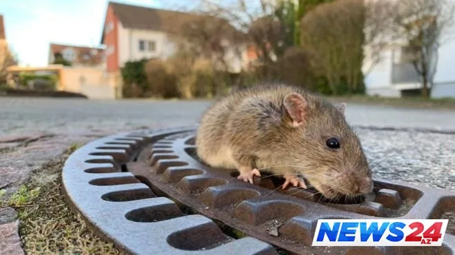 Siçovulu belə xilas etdilər - FOTO