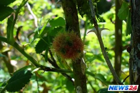İtkin düşən bacıları dəhşətli vəziyyətdə tapdılar - FOTO - VİDEO