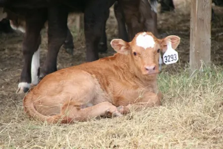 Ölkə ərazisində heyvanların identifikasiya sisteminin yaradılması planlaşdırılır