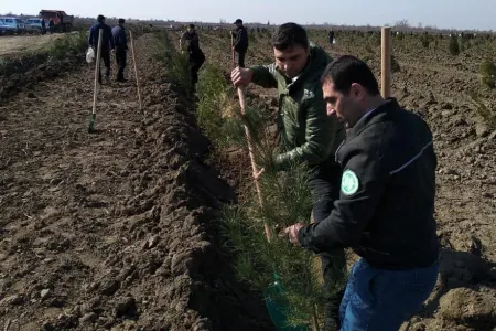 Rayonlarda yaz ağac əkini aksiyaları davam etdirilir - FOTO