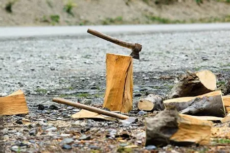 Salyanda ağac kəsən şəxs 2900 manat cərimələnib