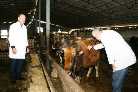 Neftçalada heyvanlar arasında profilaktik peyvəndləmə tədbirləri davam etdirilir
