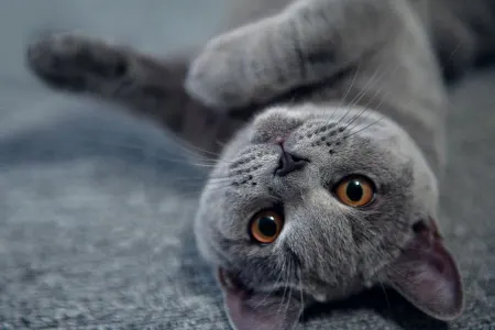 Pişiyini dəfn edərkən xəzinə tapdı - VİDEO