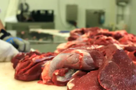 Qanunsuz ət kəsimi ilə bağlı 8 nəfər həbs edilib