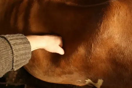 Dövlət Baytarlıq Xidməti fermərləri xəbərdarlıq edir