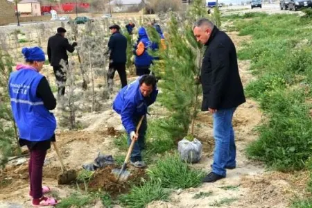 Yaz ağac əkini davam edir