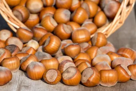 350 kiloqram fındıq oğurlayan şəxslər saxlanılıb