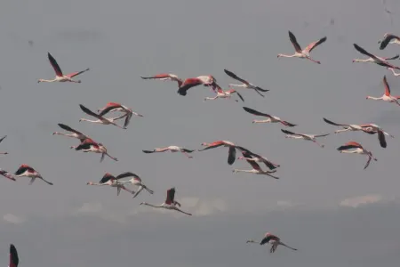 Flaminqolar Qızılağac Milli Parkında - FOTO