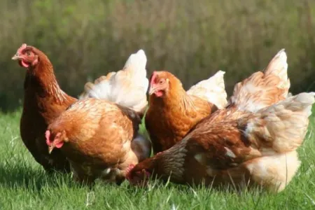 Xızıda qida yararlığı şübhə doğuran 110 ədəd diri toyuq aşkarlanıb