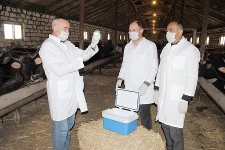 Qazaxda heyvanlar arasında profilaktik peyvəndləmə tədbirləri davam etdirilir